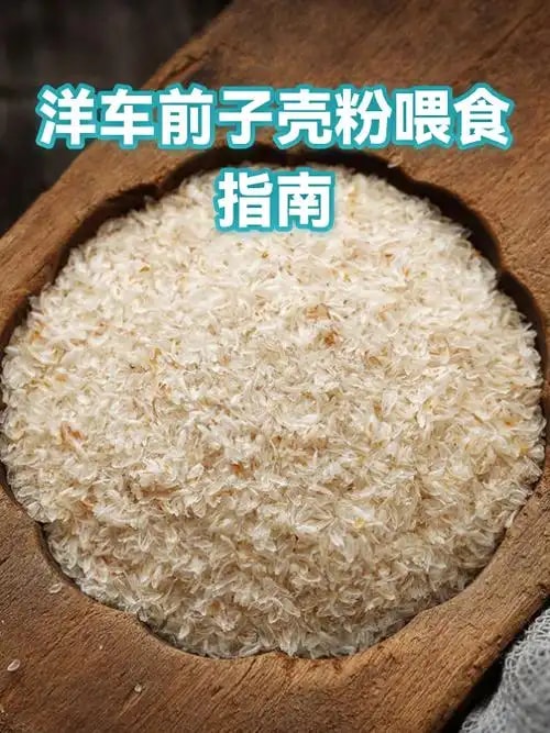 车前子壳粉
